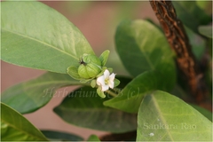 Dimorphocalyx glabellus